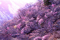 ˂ł₩ȃVIccW