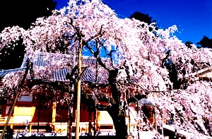 太 山 寺のしだれざくら