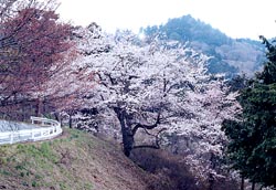 大平山の桜