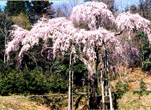 龍興寺のしだれざくら