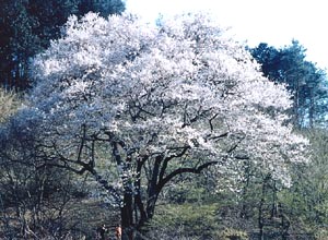 カタクリ山の山桜