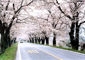 早乙女の桜並木