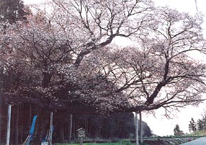 義家桜