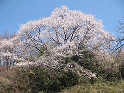 山桜