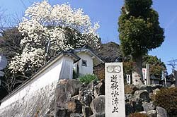 こぶし