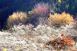 小原の秋景色