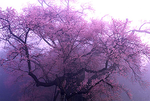 ̉z