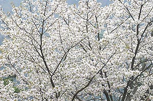 梅か桜か分からない