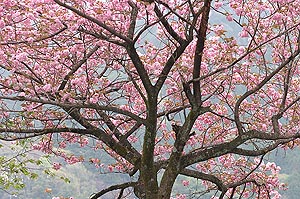 八重桜