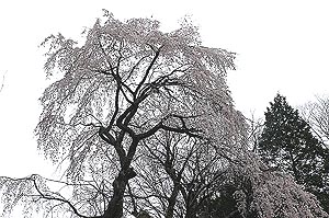 奈良井の桜