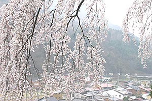 奈良井の桜