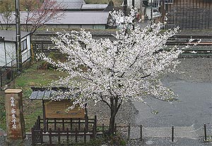 奈良井の桜