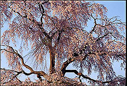日中の円山枝垂桜