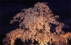 円山枝垂桜の夜景