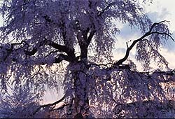 日没の円山枝垂桜