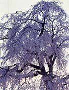 黄昏時の円山枝垂桜